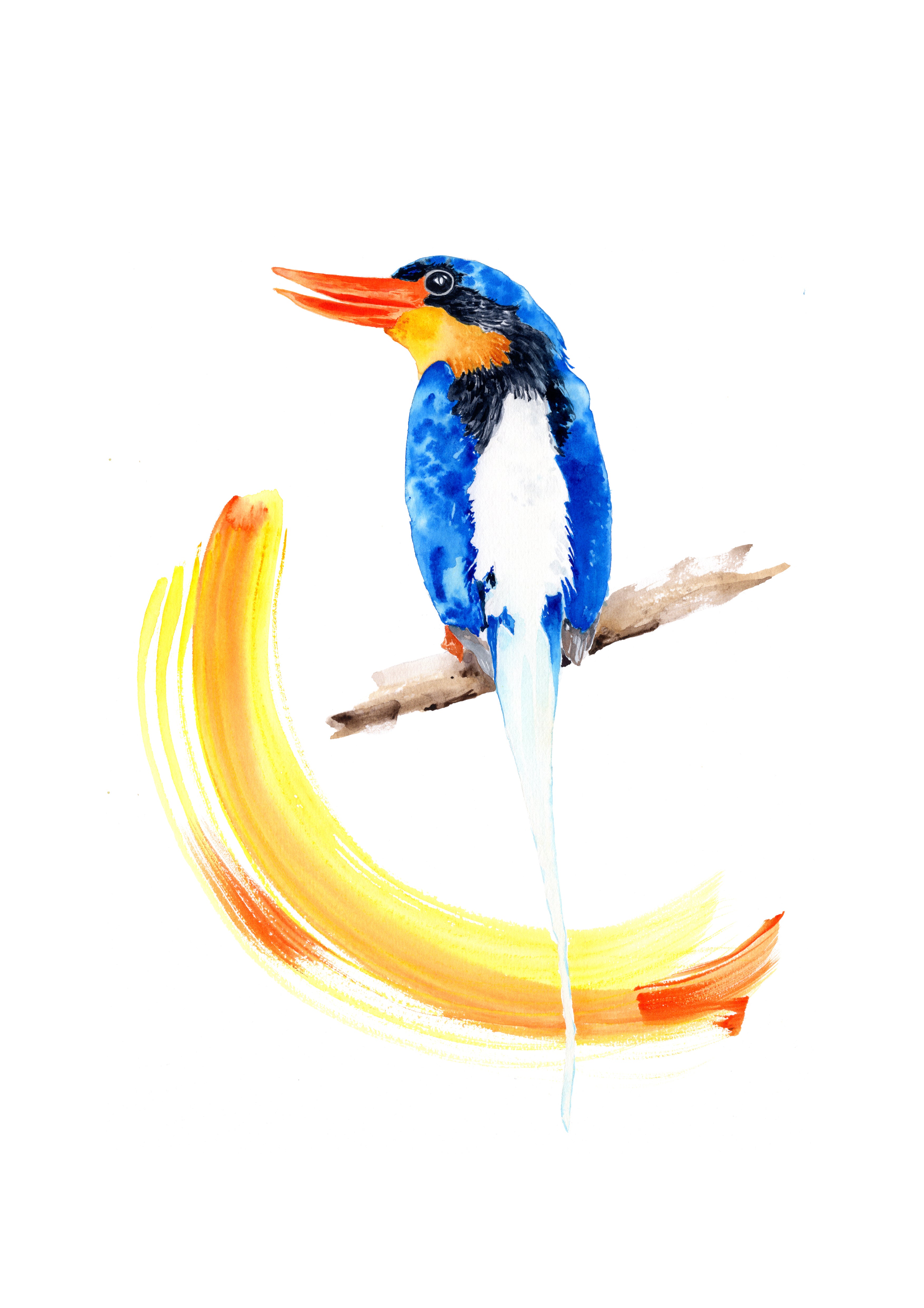 Buff-breasted Paradise Kingfisher – Art Print