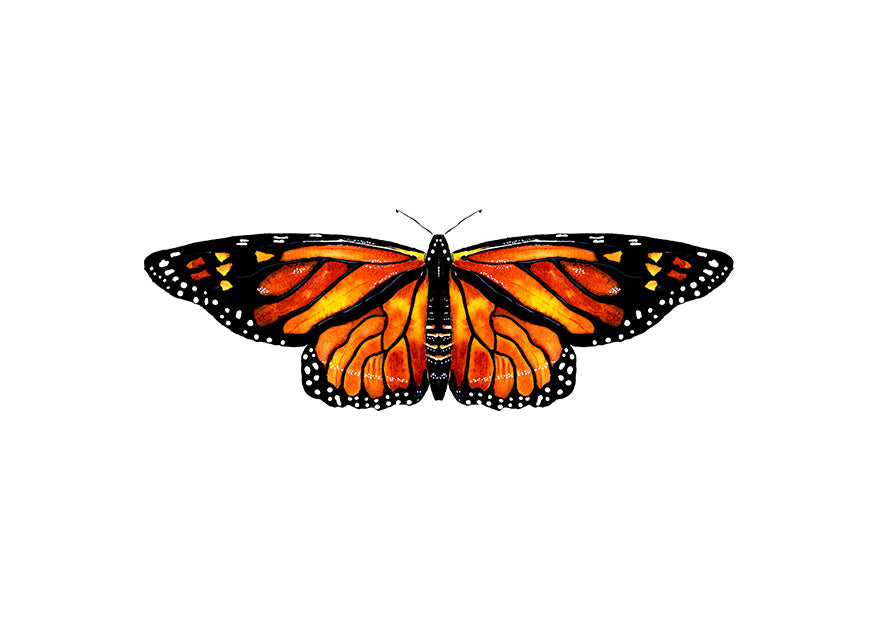 Monarch butterfly - Art Print