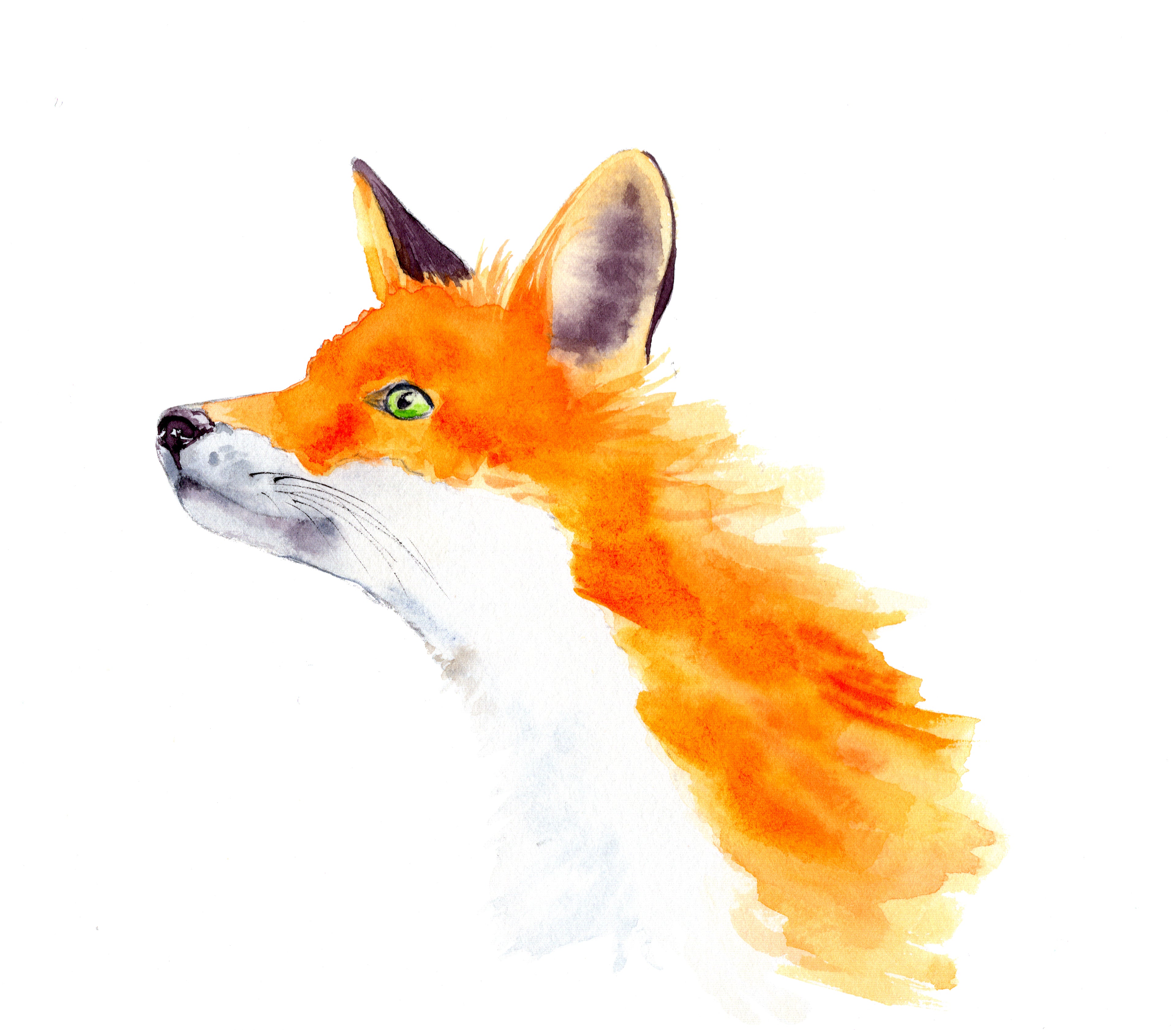Watercolor painting of a fox head on a white background