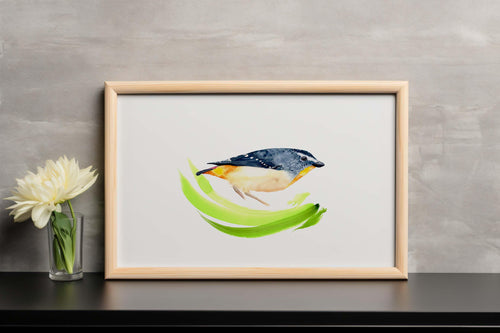 Australian spotted pardalote - Art Print