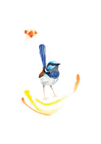 Splendid Fairy-wren - Art Print