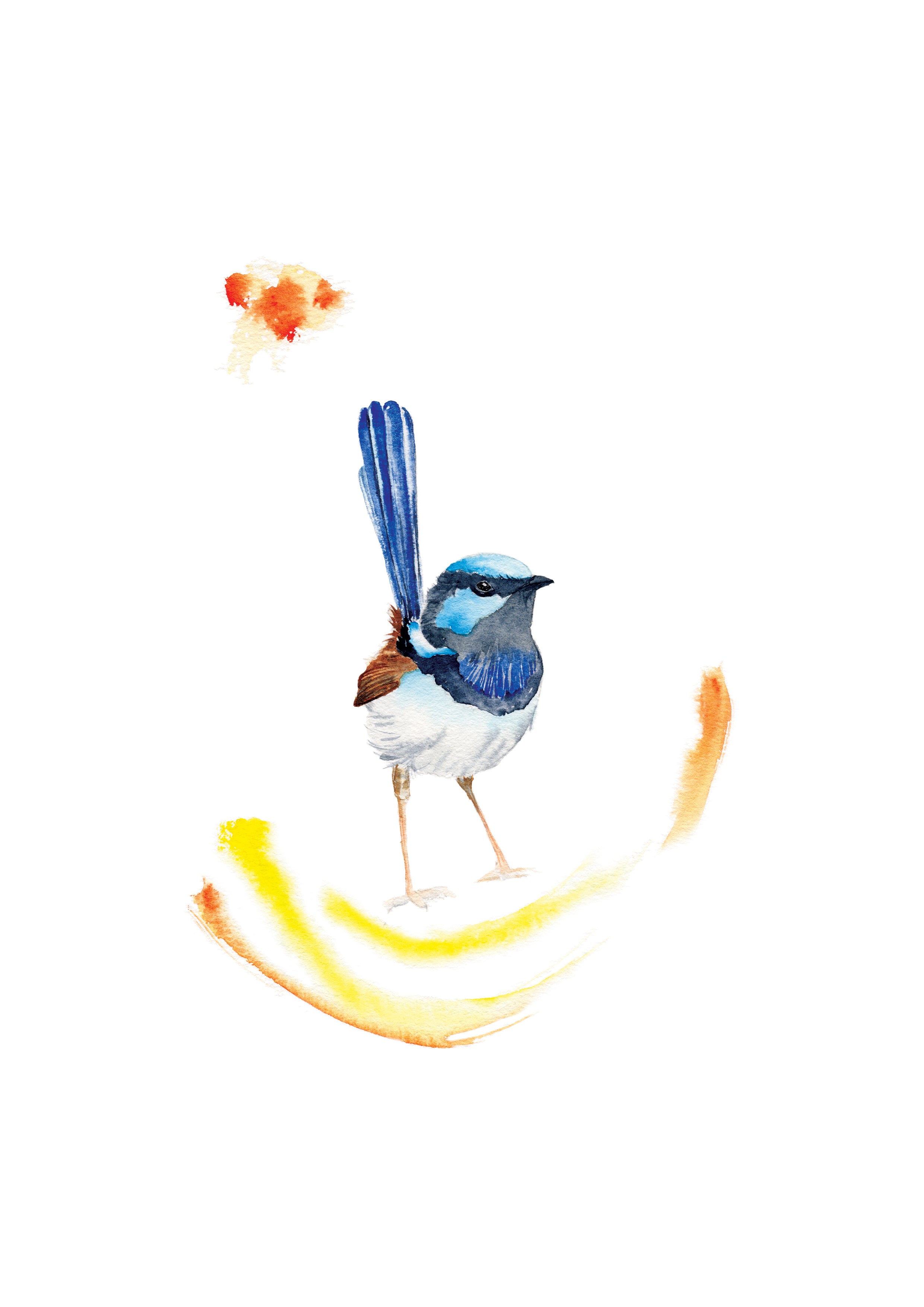 Splendid Fairy-wren - Art Print
