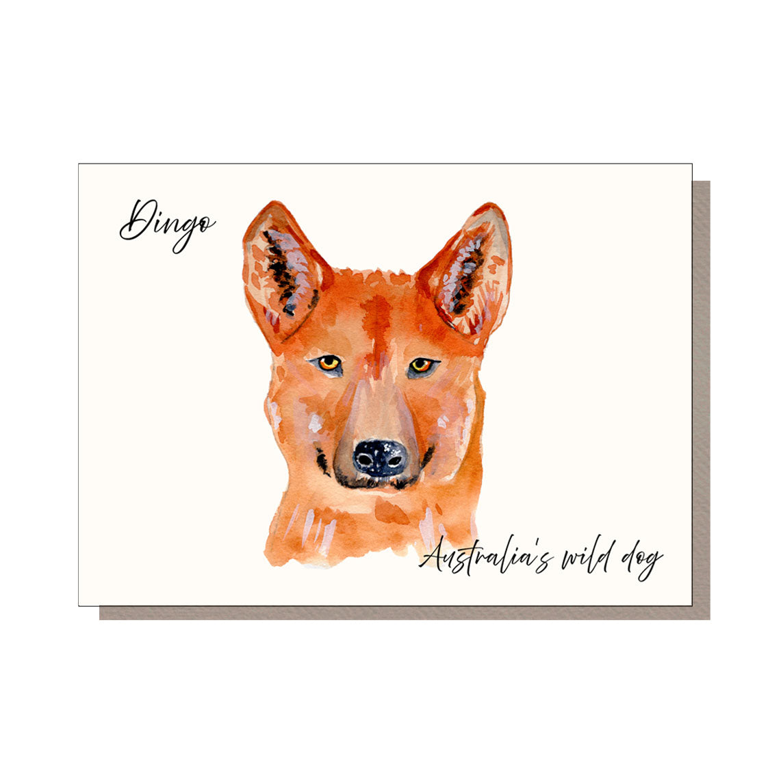 Dingo postcard