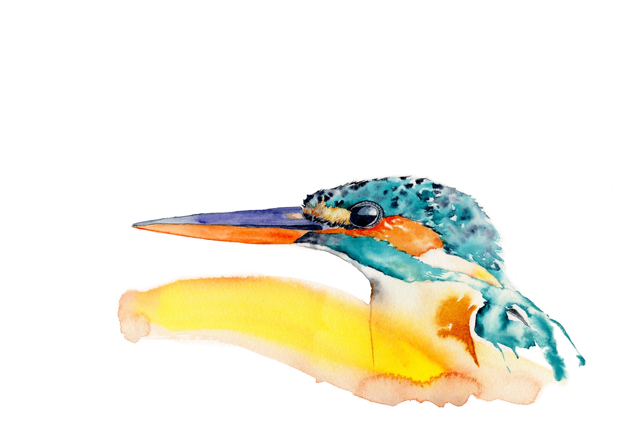 Common kingfisher - Art Print