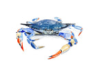 Blue swimmer crab - original painting