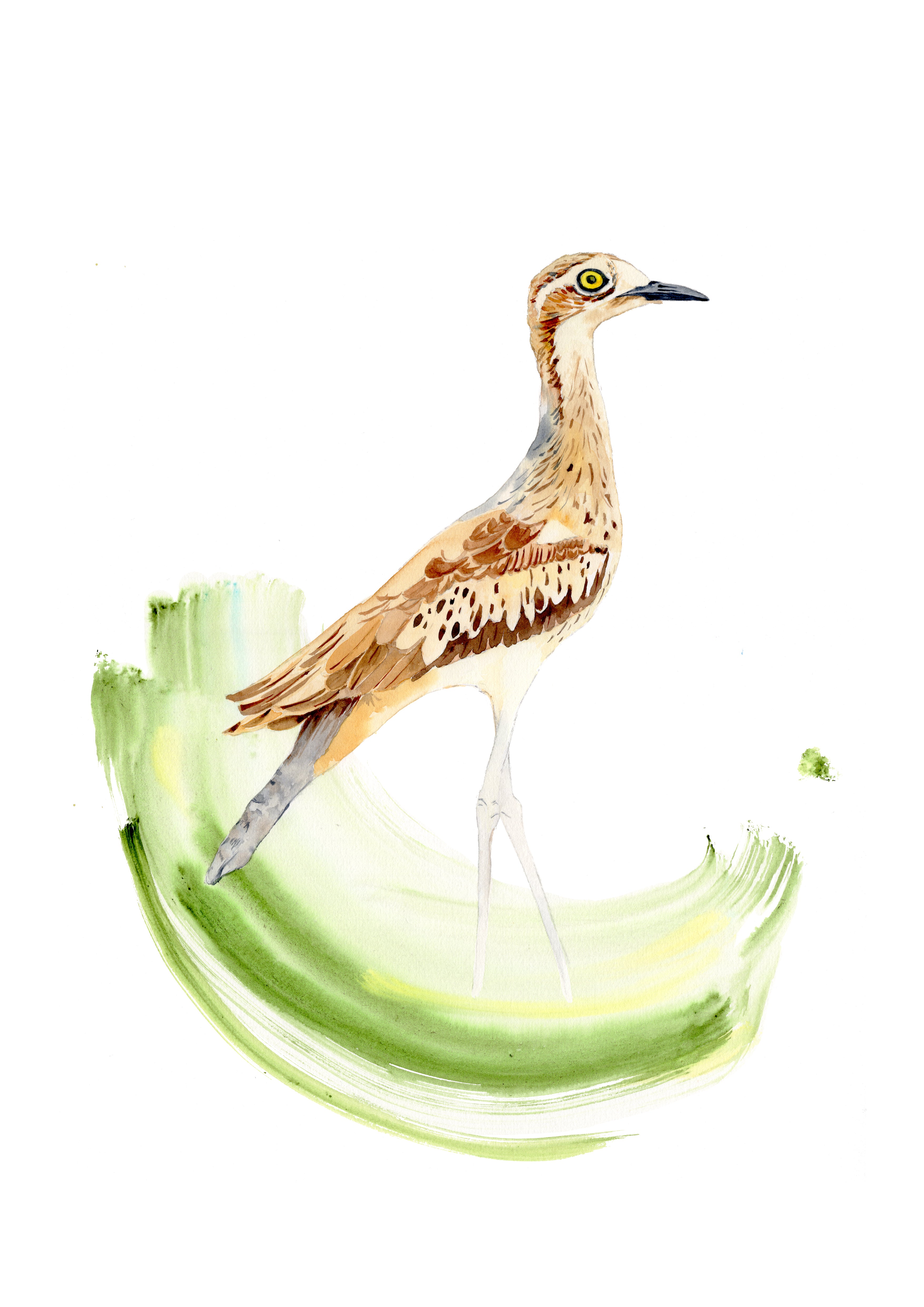 watercolour painting of a bush stone curlew with a green swish on white background 