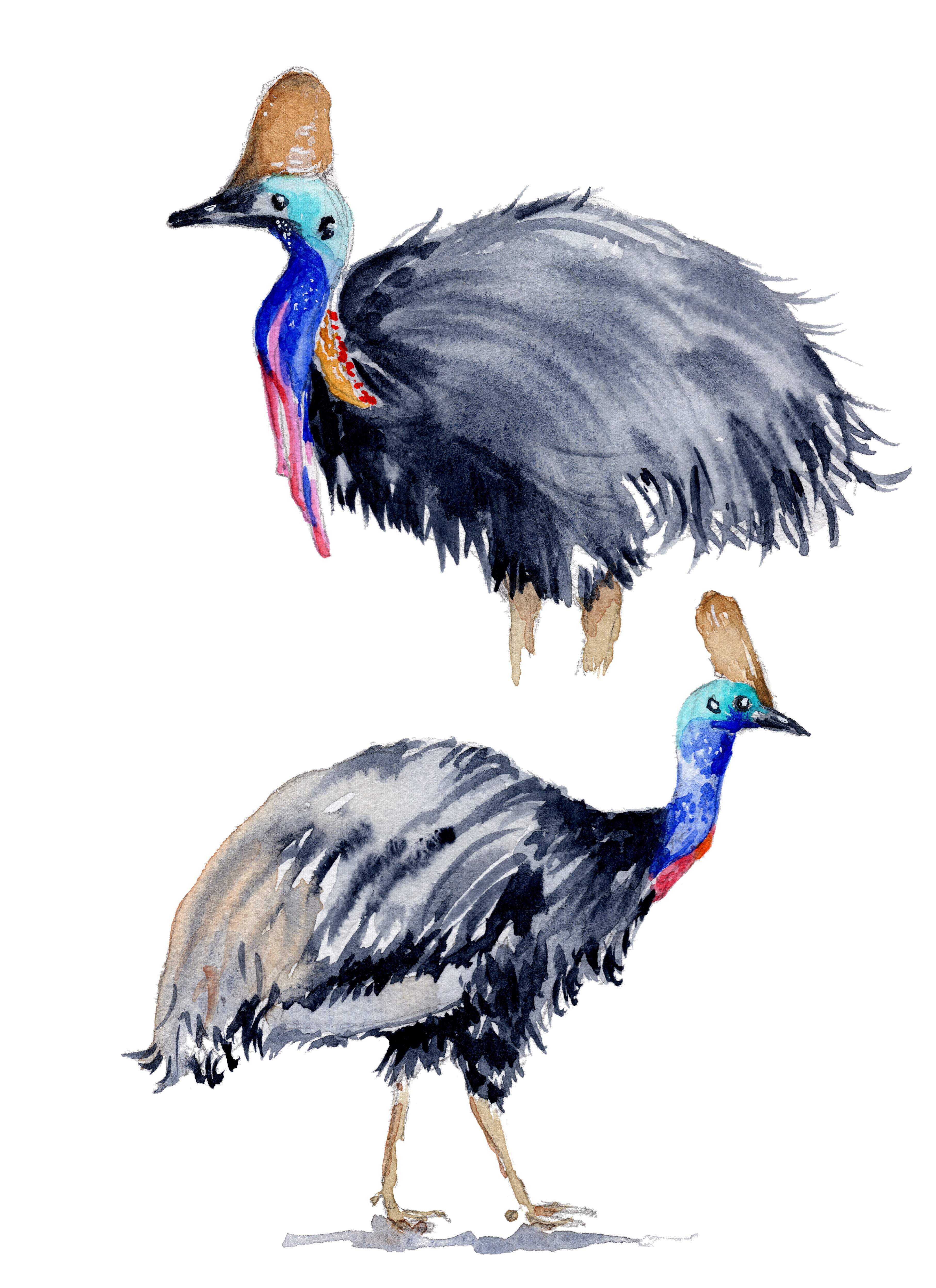 Two cassowary birds illustrated in watercolours on a white background