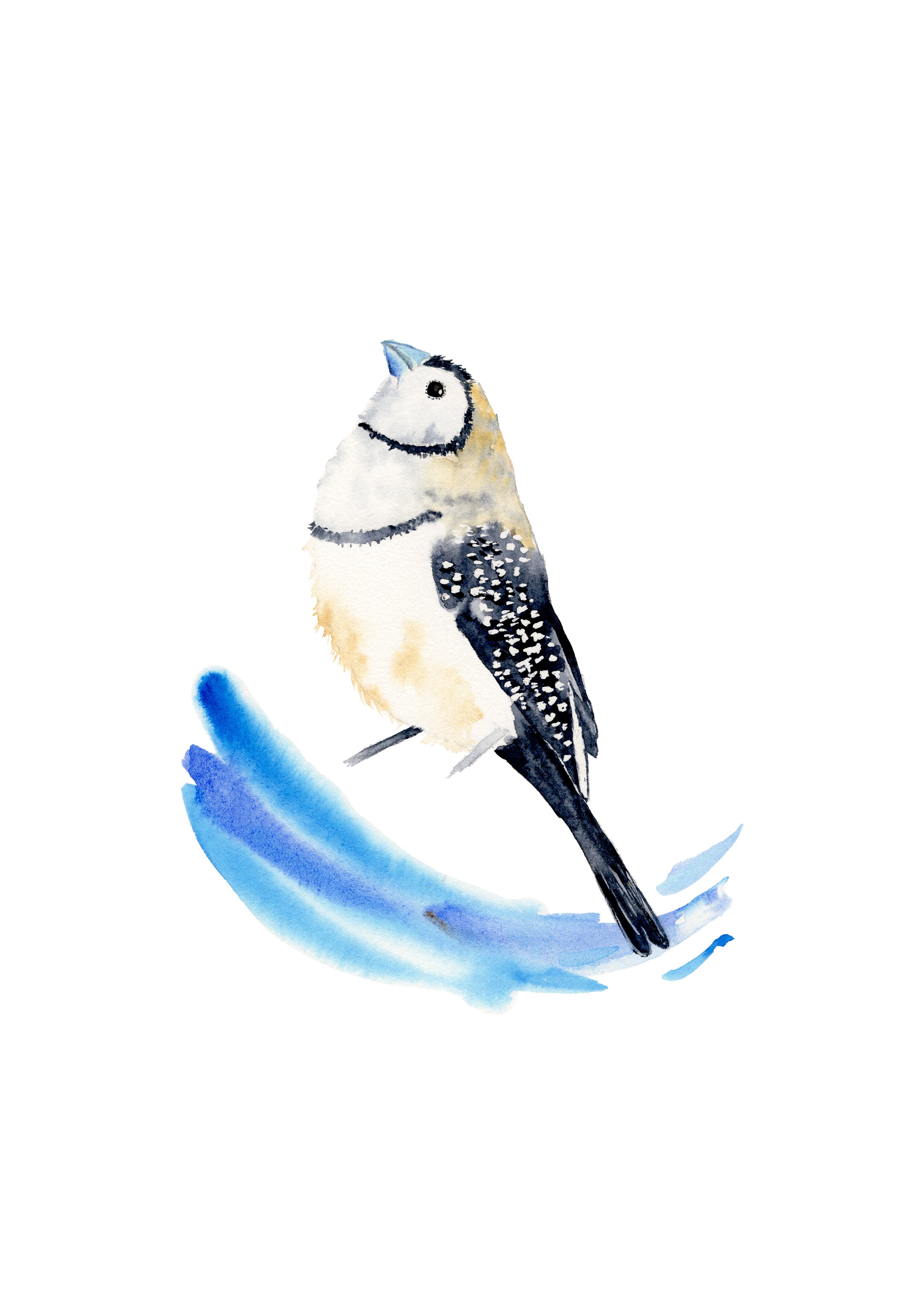 Double barred finch Art Print