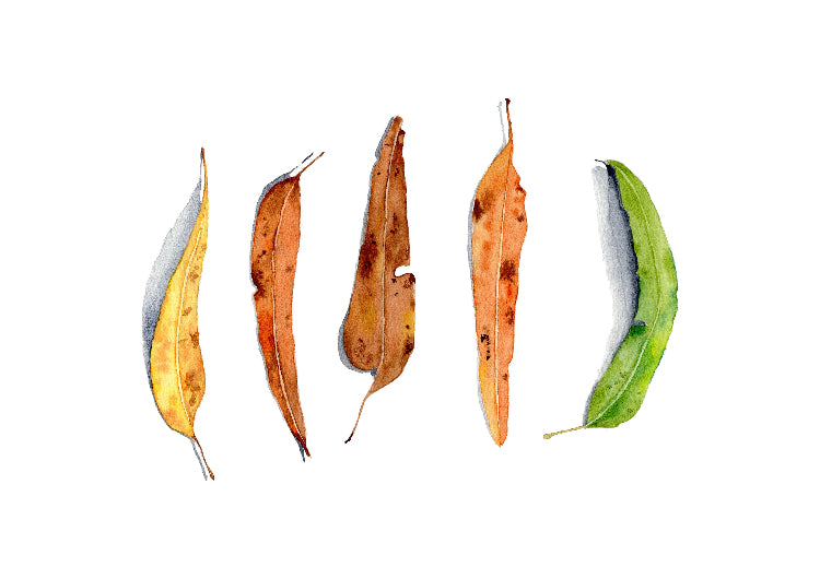 Set of five dried euclapytus leaves with varying colors on a white background