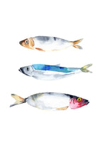 Three herring fish illustrations on a white background