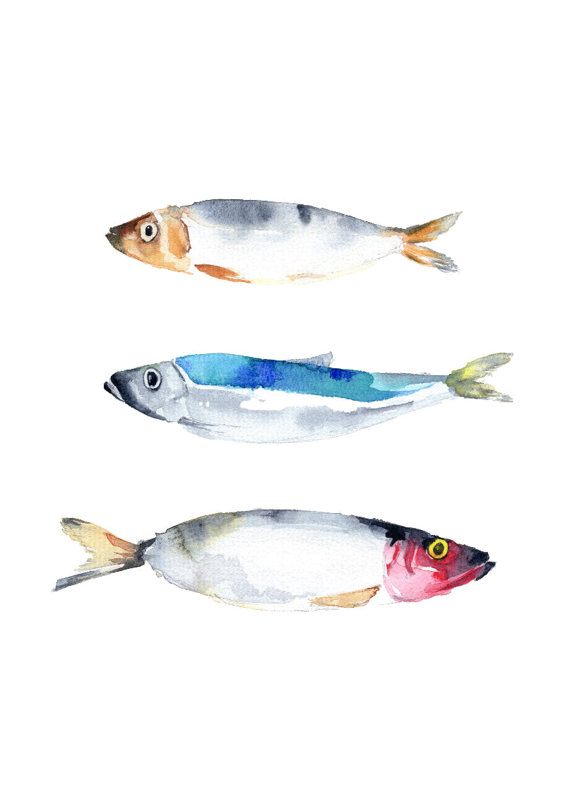 Three herring fish illustrations on a white background