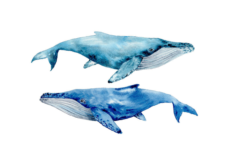 Two blue whales on a white background
