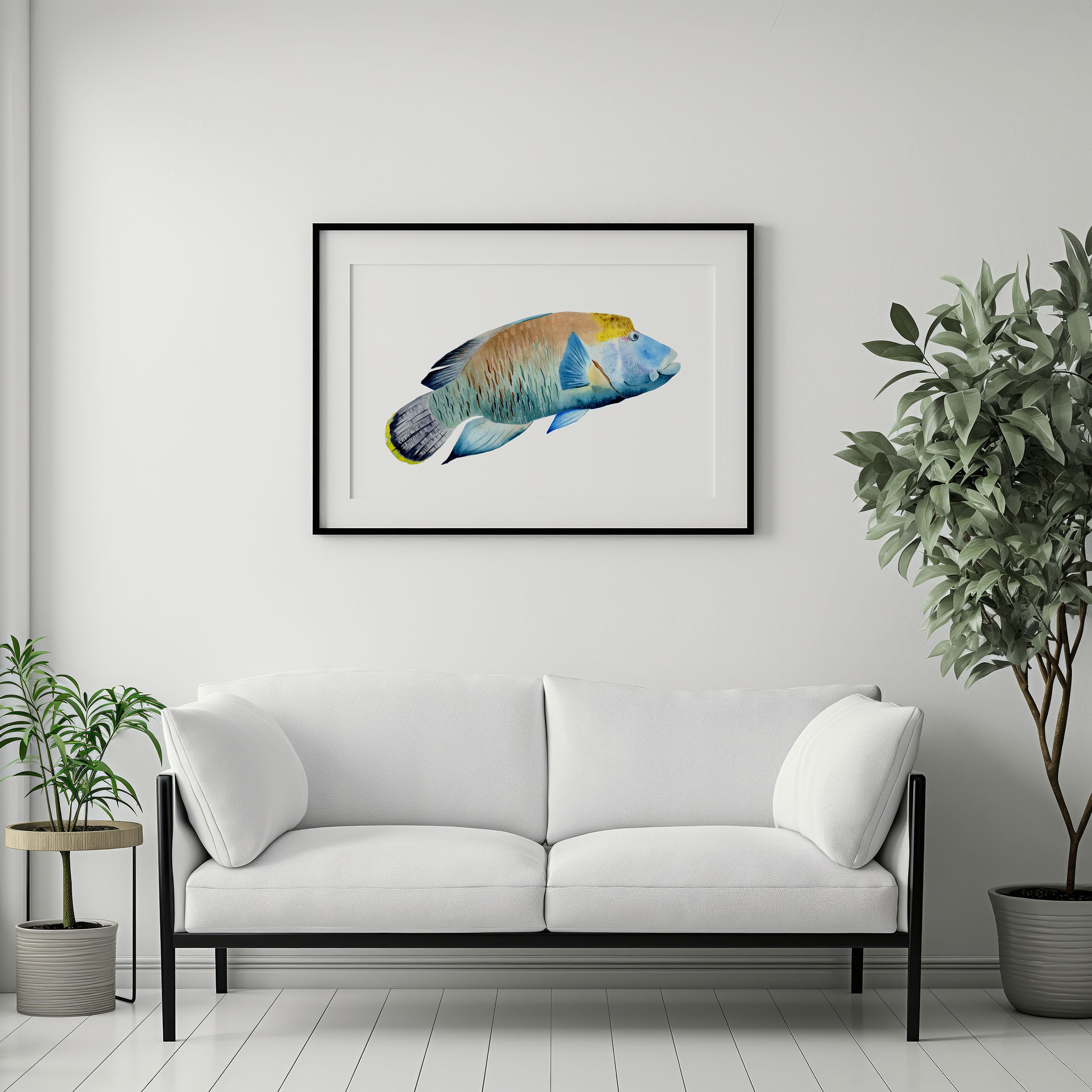 Watercolour painting of maori wrasse framed on the wall, giant fish of great barrier reef.