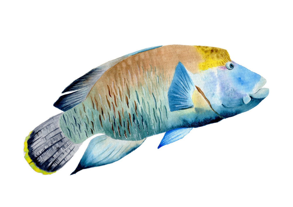 Colorful fish with a white background