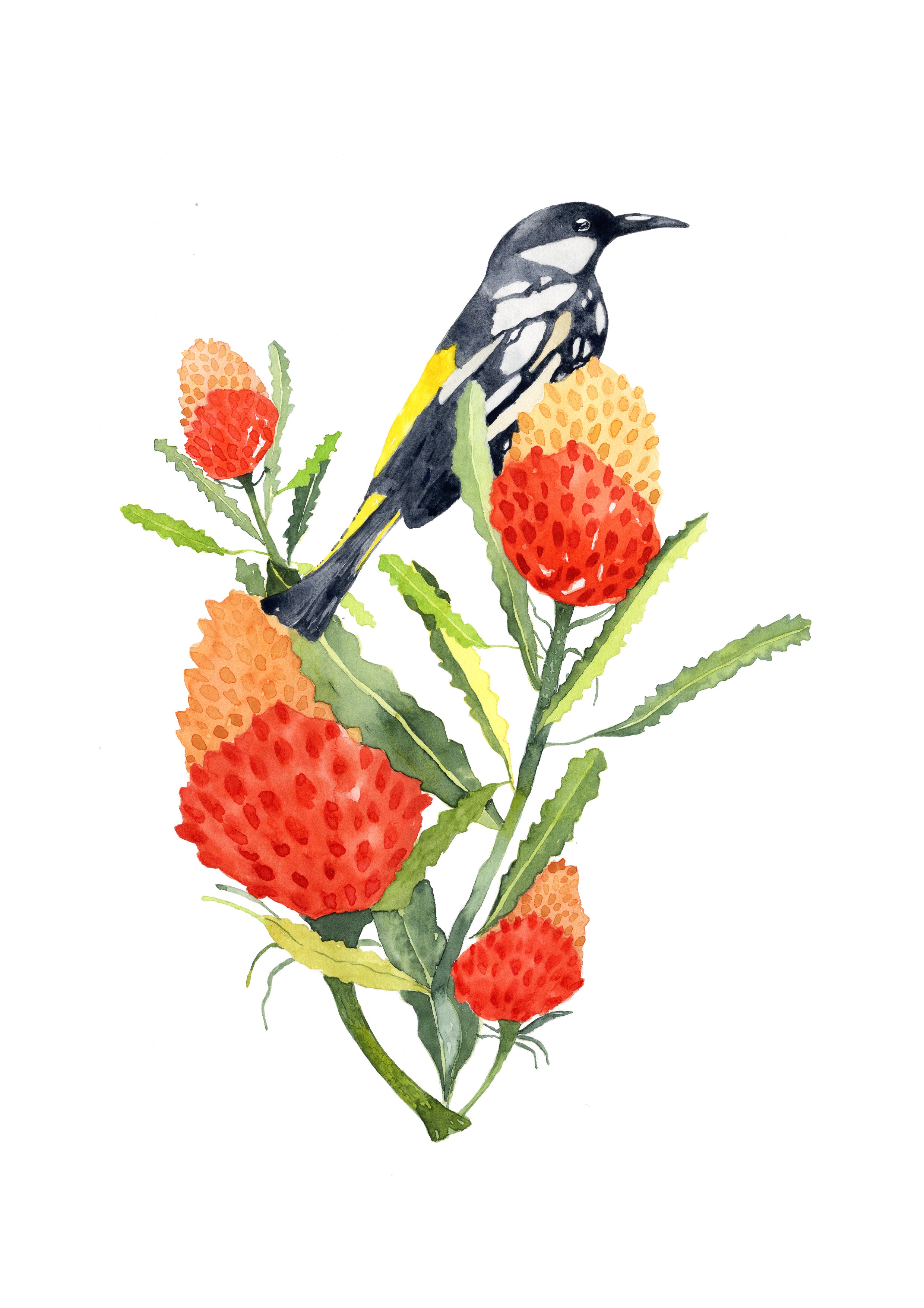 new holland honeyeater perched on banksia flowers with green leaves on a white background