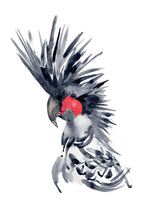 Artistic illustration of a palm cockatoo with a red face on a white background