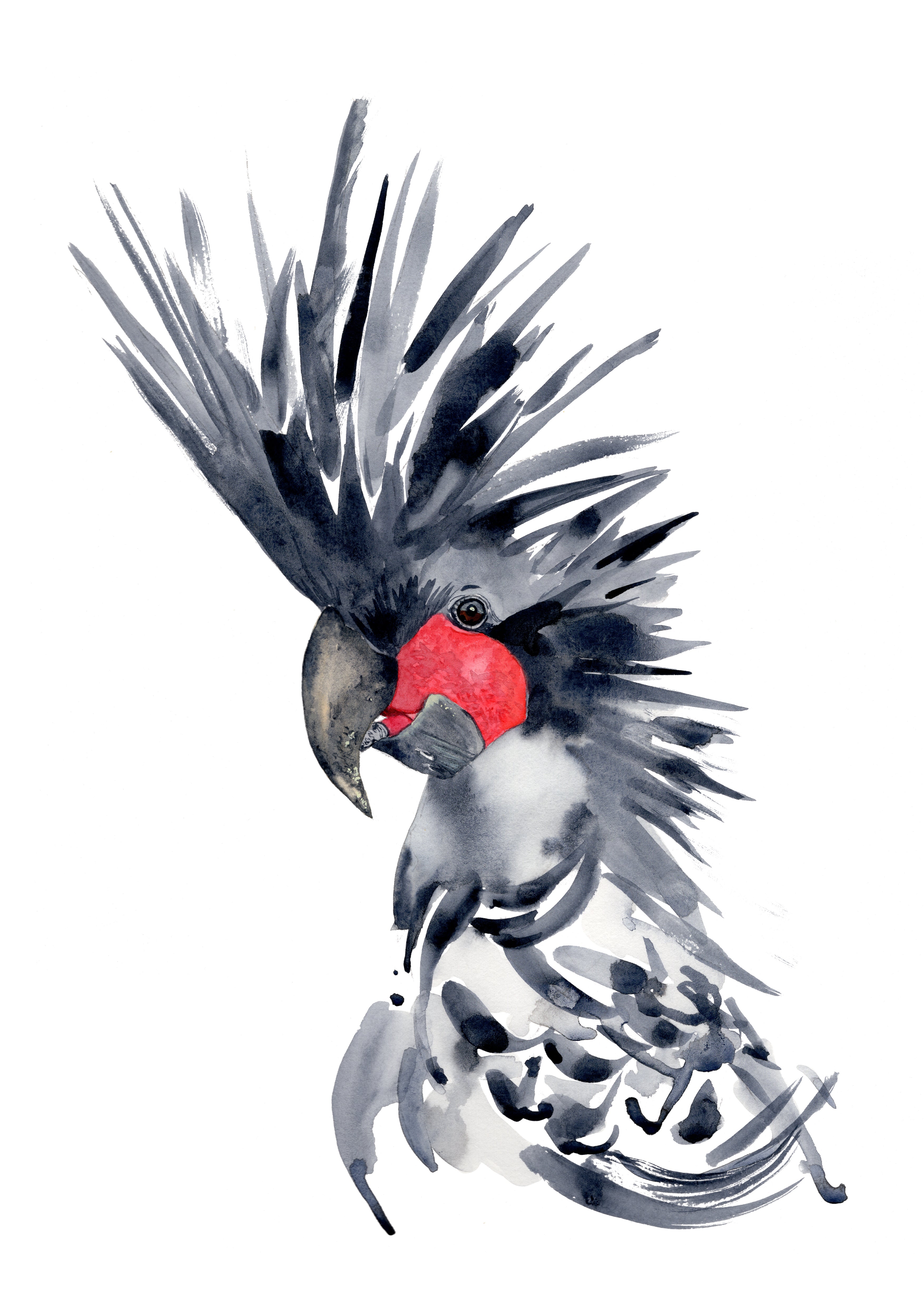 Artistic illustration of a palm cockatoo with a red face on a white background
