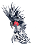 Palm cockatoo - original painting