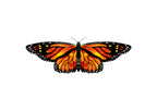 Monarch butterfly - Art Print