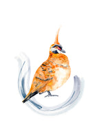 Spinifex pigeon - Art Print