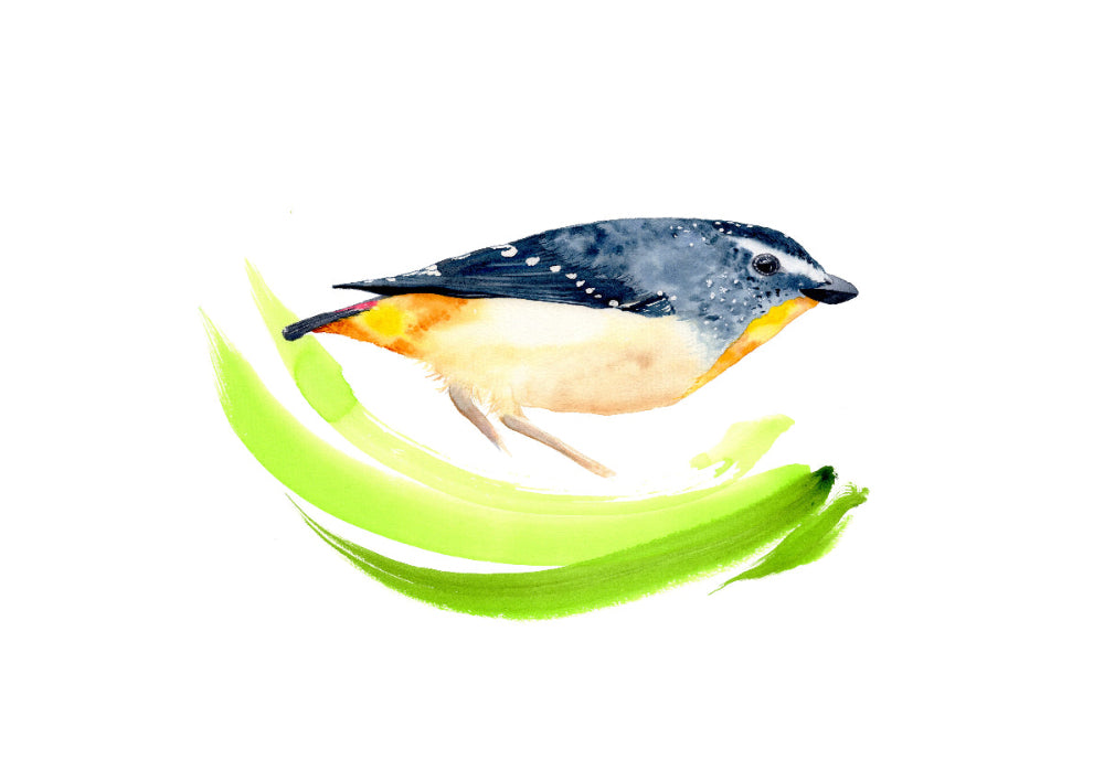 Spotted pardalote  bird illustration on a white background