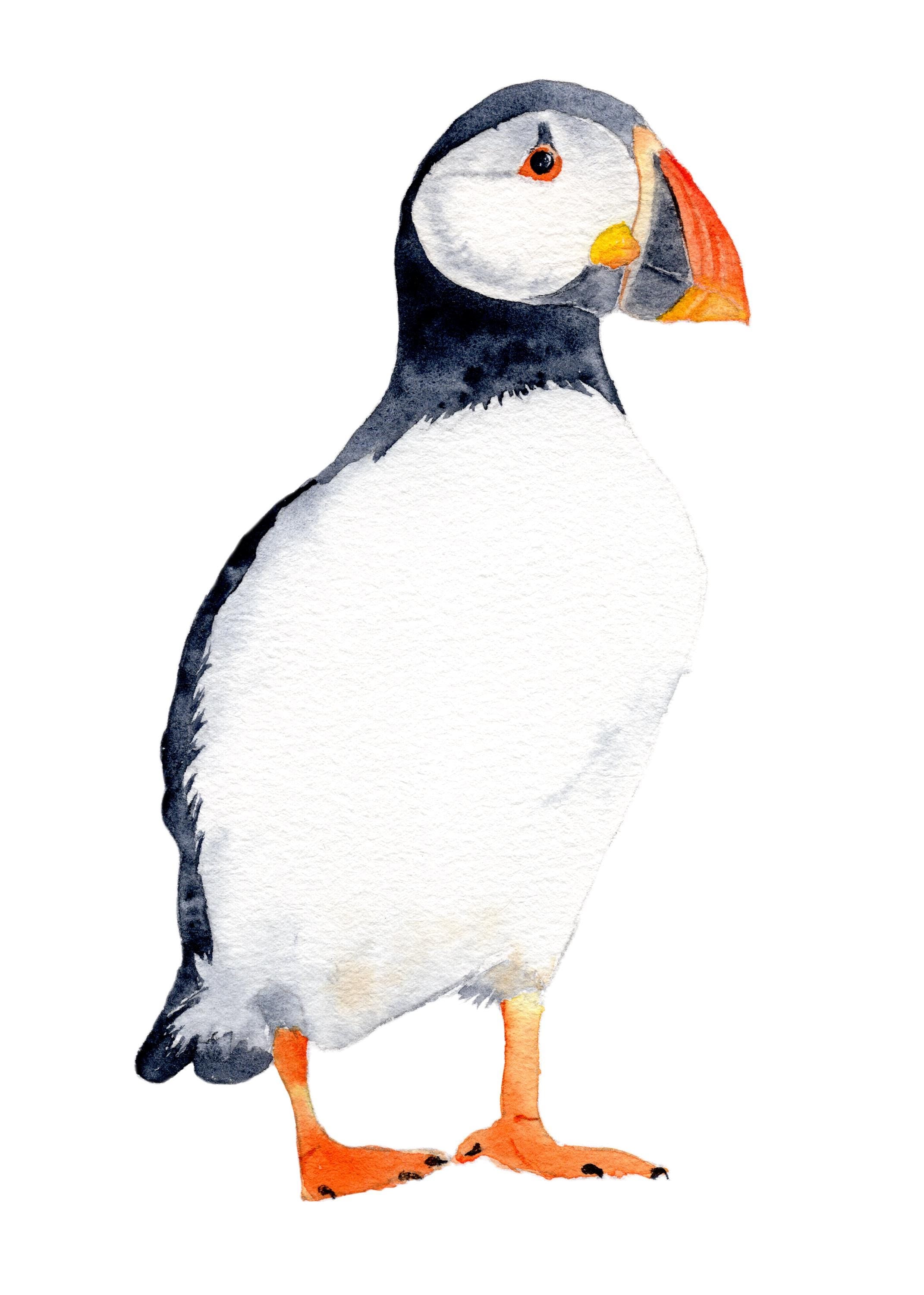 watercolor painting of a puffin on a white background